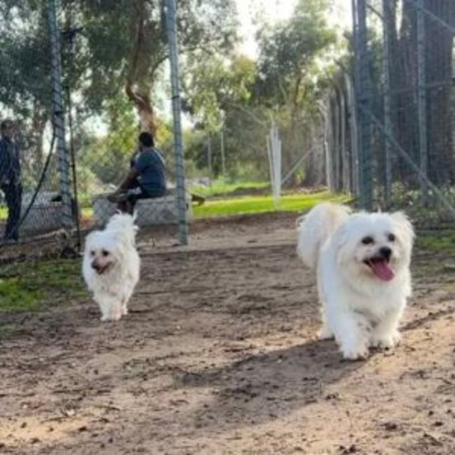 Photo of Pebbles And Wilson