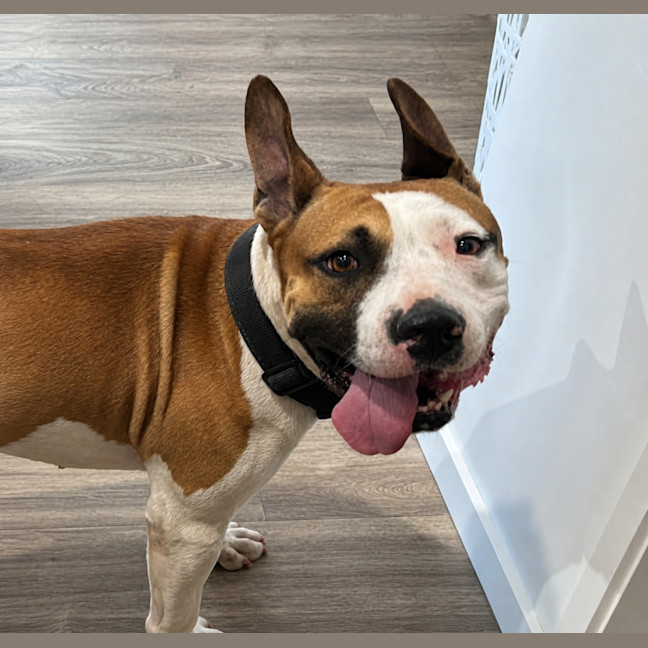 Photo of Chase   20 Month Old Staffy X