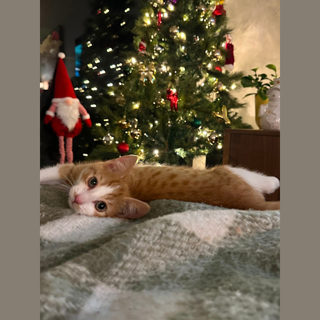 Photo of Pickle