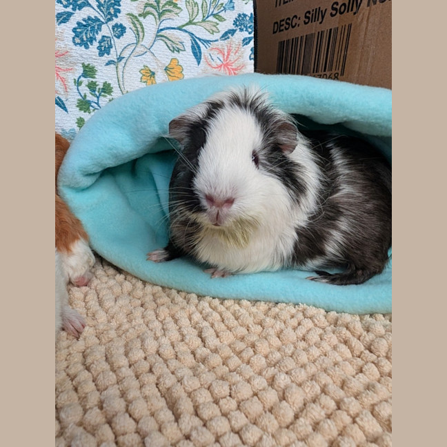 Photo of Oreo