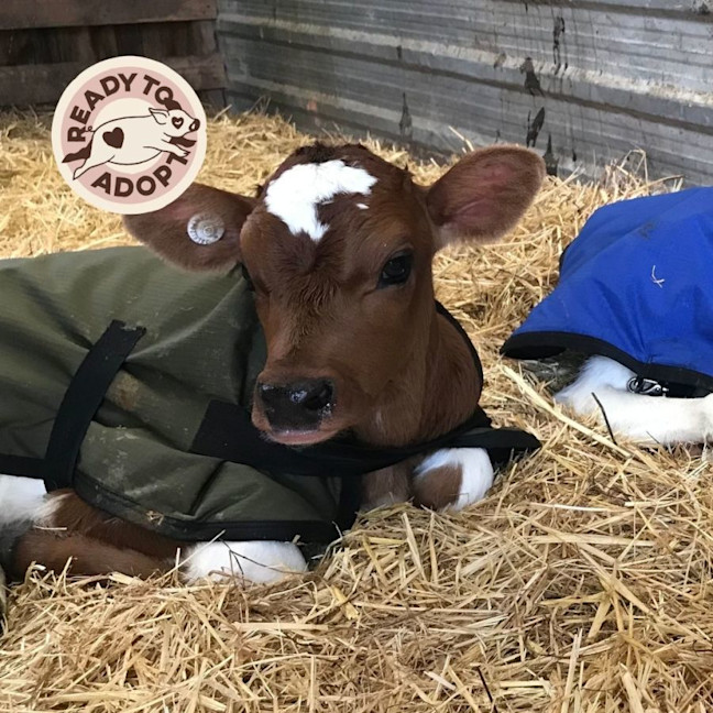 Photo of Wicket And Randy