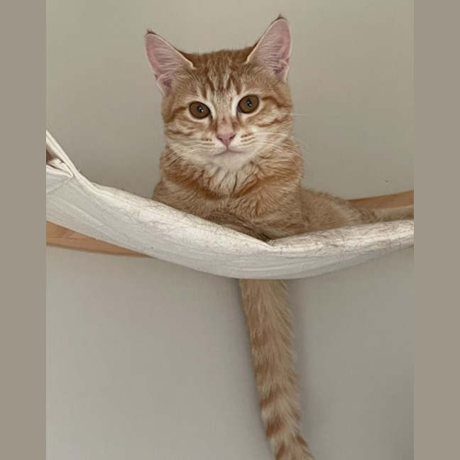 Photo of Nala (Fostered In Perth)