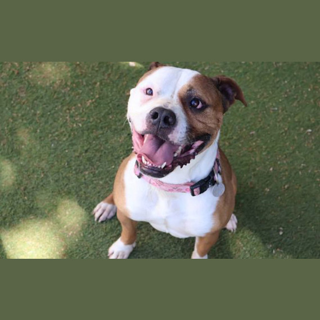 Photo of Simba