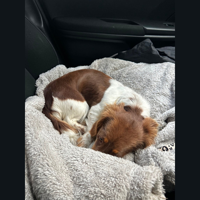Photo of Maisy 
