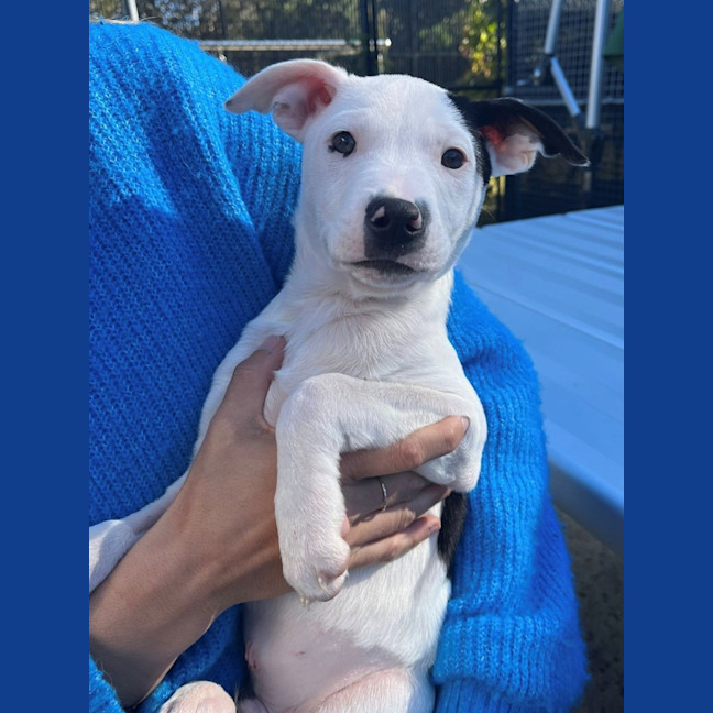 Photo of D1140 Micro