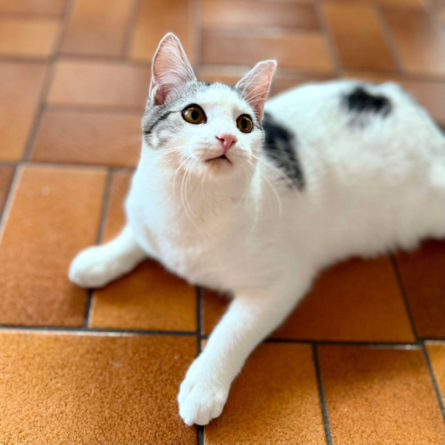 Photo of Clyde   Meet Me At Vets On Parker Templestowe