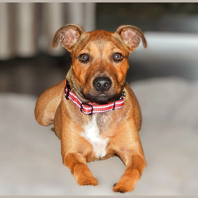 Photo of Lilly (Was Lolly)