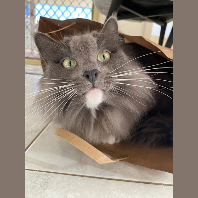 Photo of Oscar