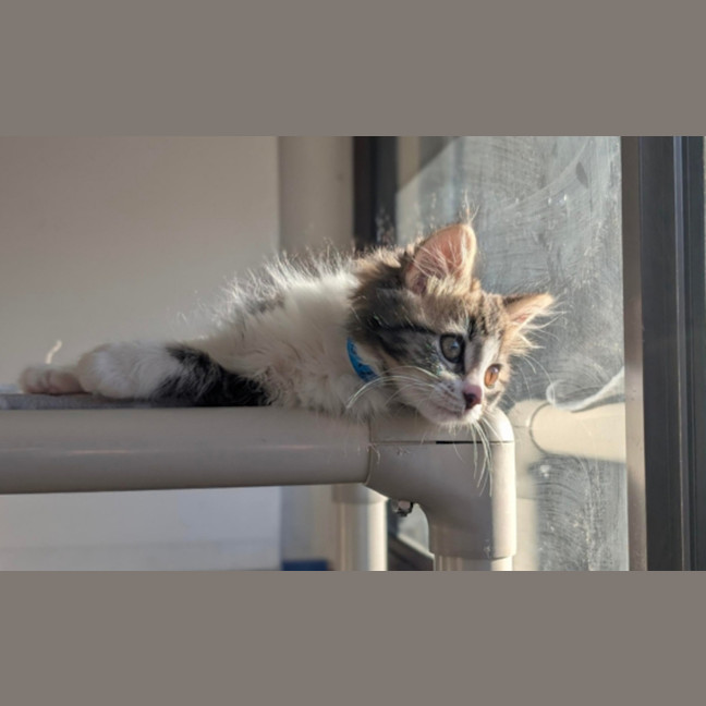 Photo of Otis
