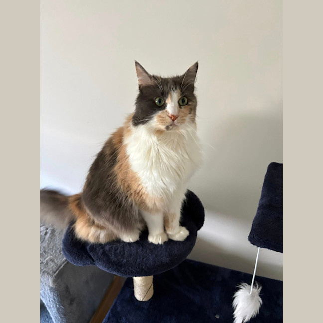 Photo of Pepper