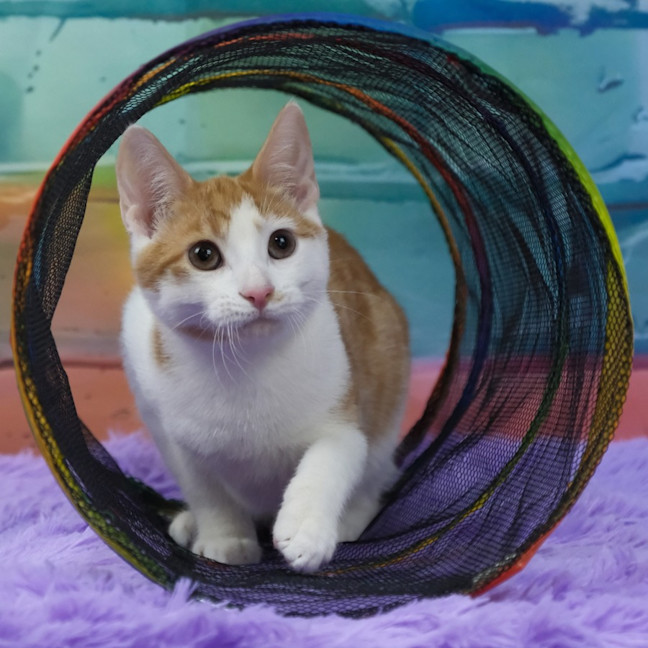 Photo of Fred Weasley