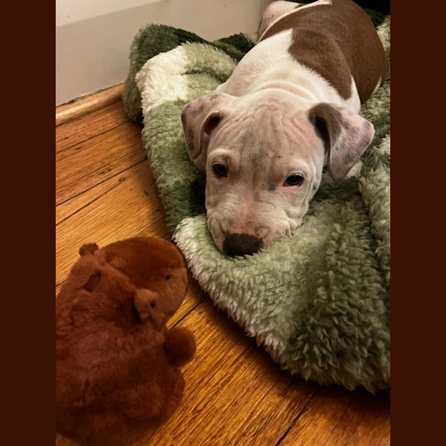 Photo of Milo