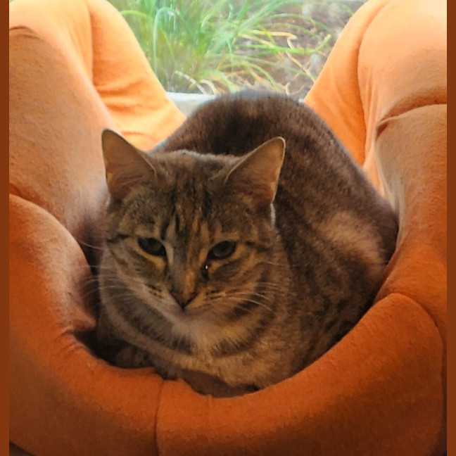 Photo of Pila