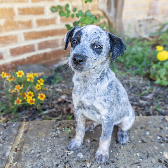 Photo of Peanut