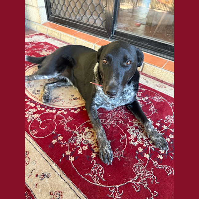 Photo of Nova