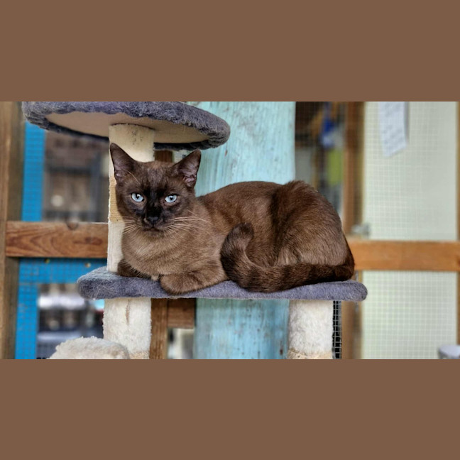 Photo of Shiloh
