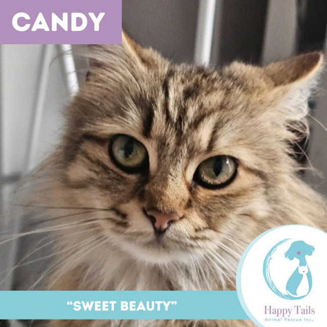 Photo of Candy