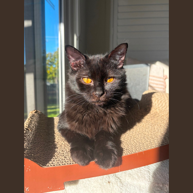 Photo of Pepper