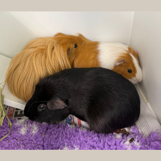 Photo of Fabio (Bonded With Walter And Lionel)