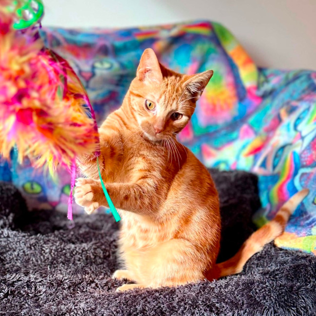 Photo of Boris   In Foster Care In Templestowe