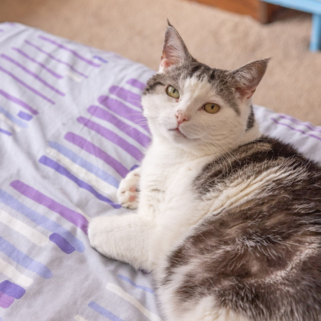 Photo of Tom   In Foster Care In Reservoir