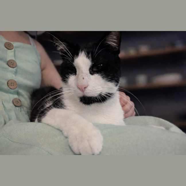 Photo of Monty   1.5 Year Old Domestic Short Hair X