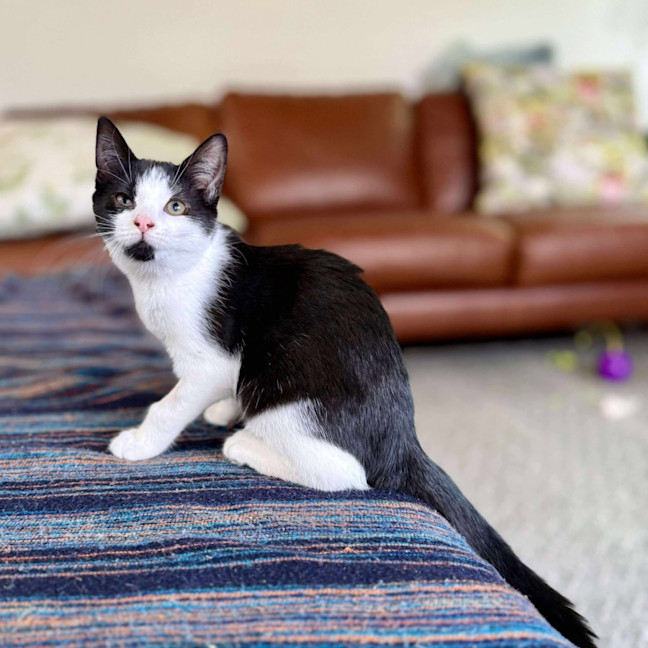 Photo of Aj   Located In Eltham