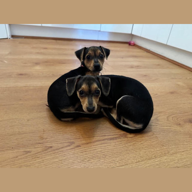 Photo of Nala, Brandy And Cookie