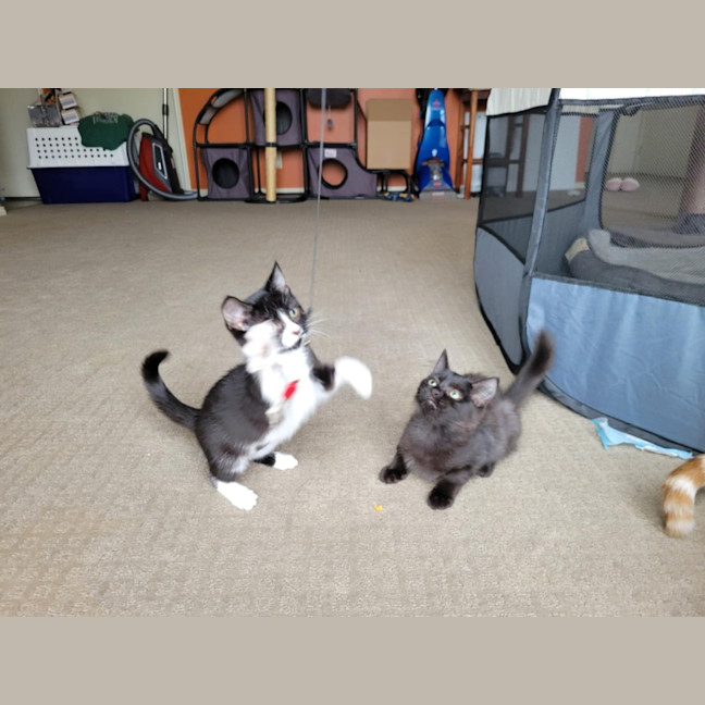 Photo of Boots   Located In Deer Park