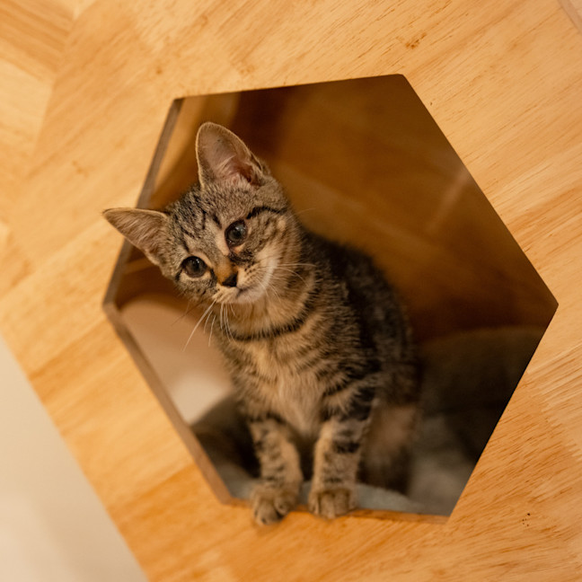 Photo of Momo