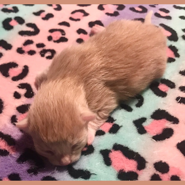 Photo of Willy Belle