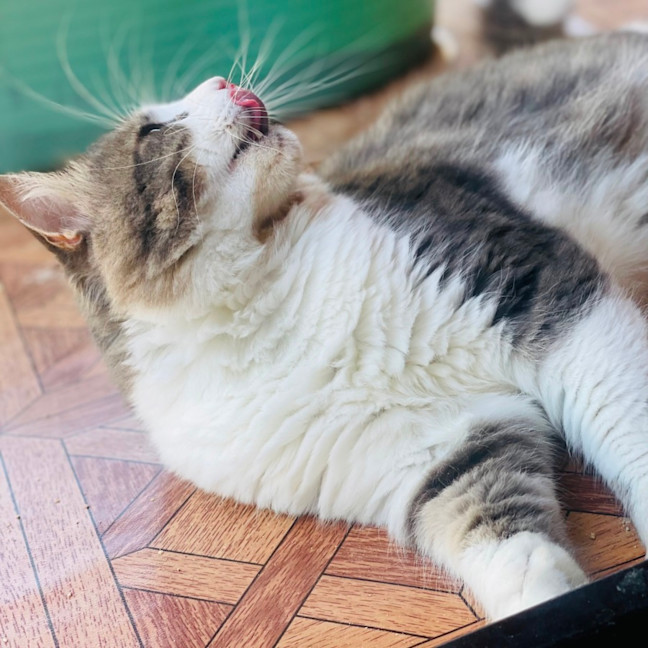 Photo of Maestro 
