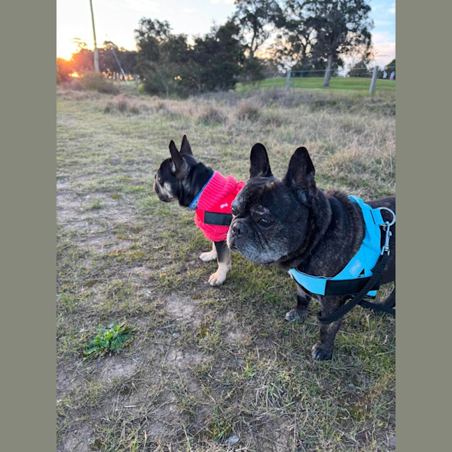 Photo of Pablo & Frankie    8 & 4 Yo French Bulldog