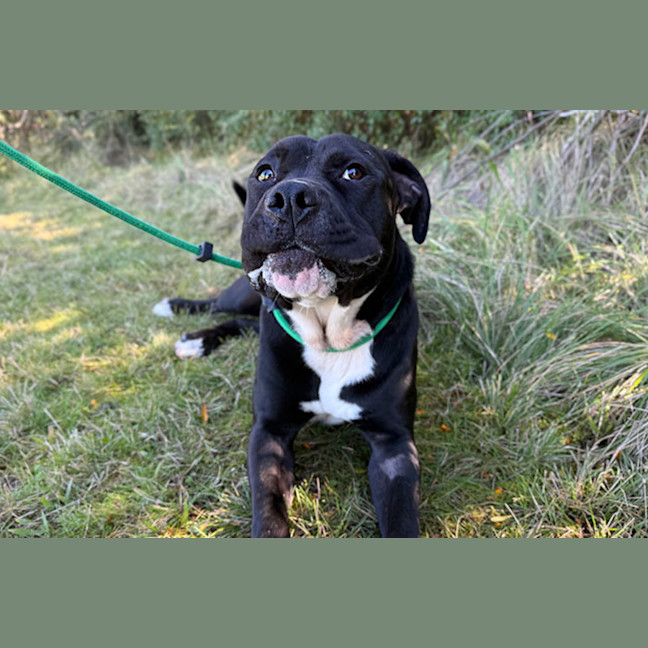 Photo of Archie