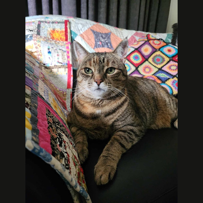 Photo of Tiramisu