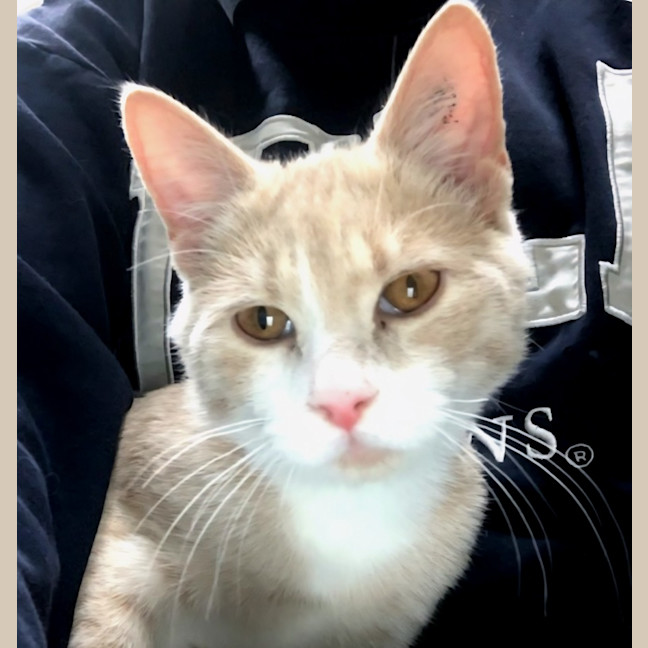 Photo of Creamy Alfredo