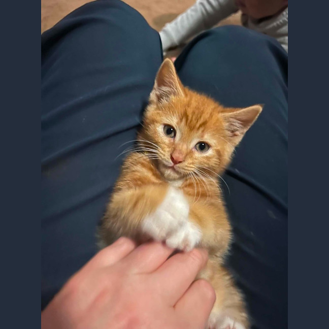 Photo of Cheetoh
