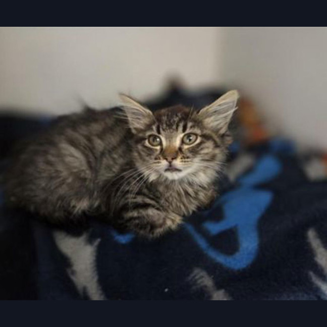 Photo of Poppy