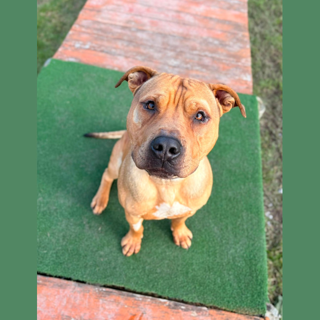 Photo of Tyson