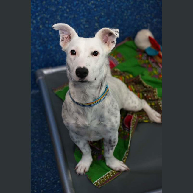 Photo of Nova
