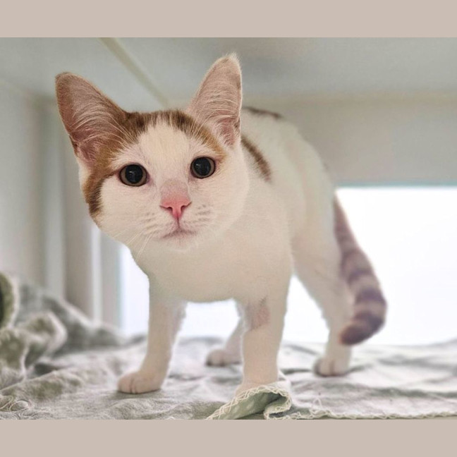 Photo of Cheesecake