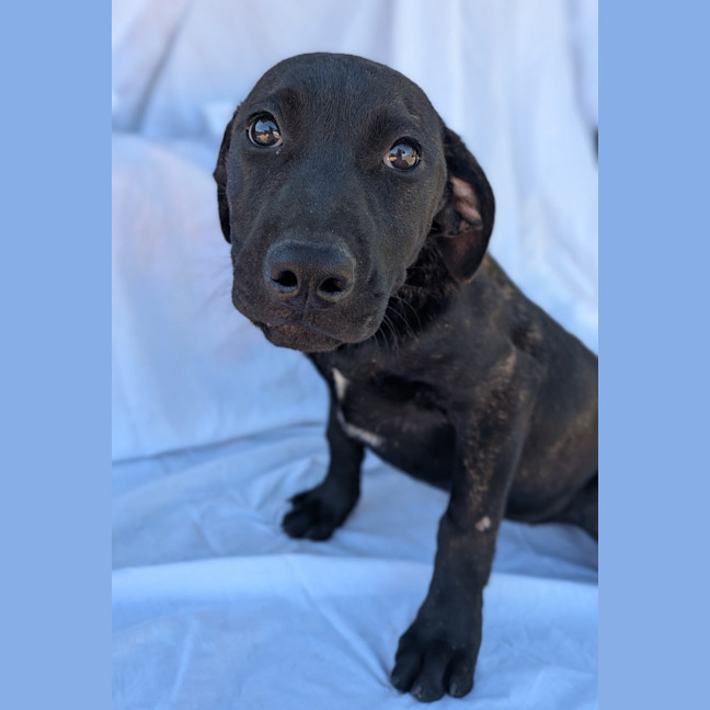 Photo of Dolly