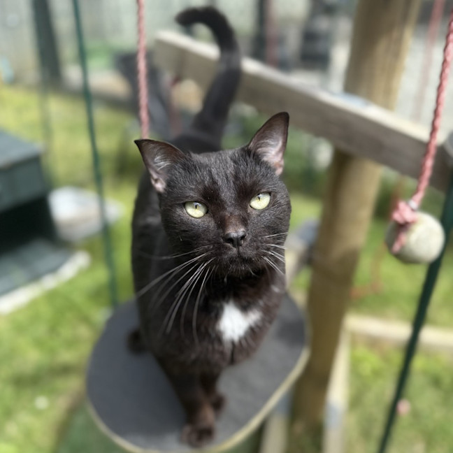 Photo of Little Buddy