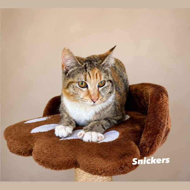 Photo of Snickers
