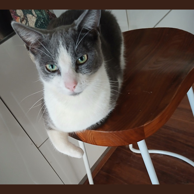 Photo of Mouse   7 Month Old Domestic Short Hair
