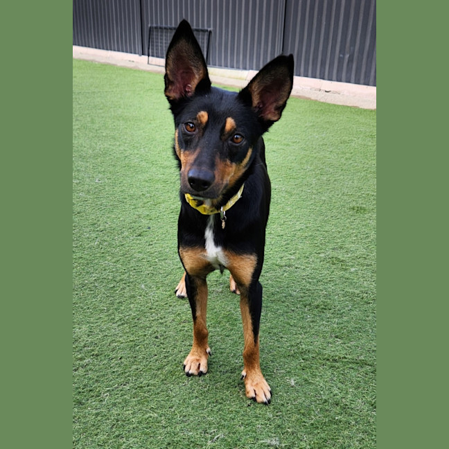 Photo of Lucy
