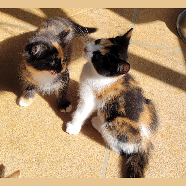 Photo of Snapper (K53)