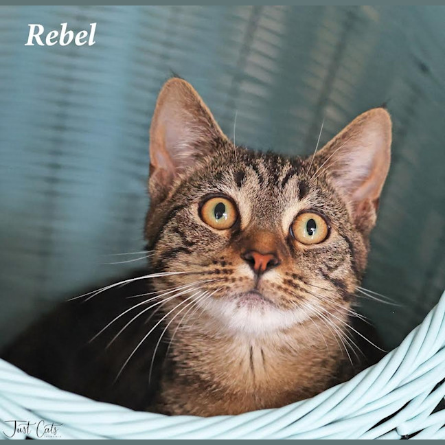Photo of Rebel