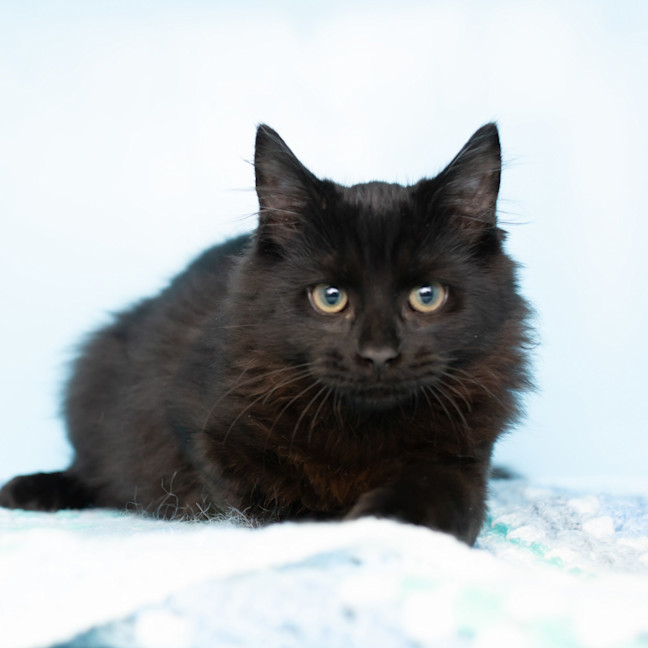 Photo of Albert Einstein