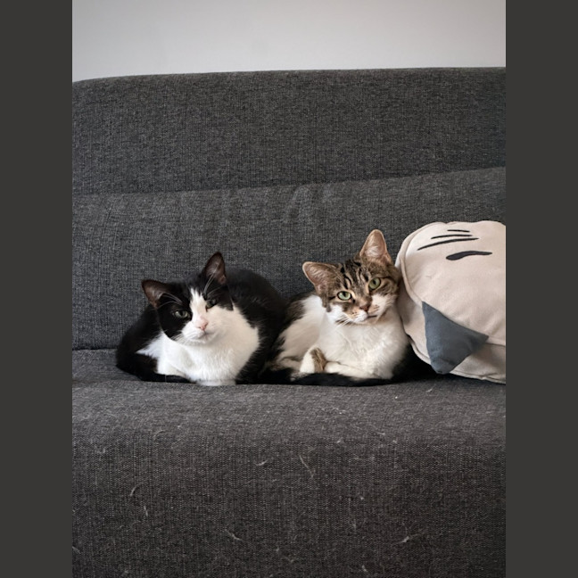 Photo of Amelia & Georgie   In Foster Care In Northcote